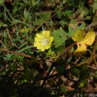 Merremia hederacea (Burm.f.) Hallier f.